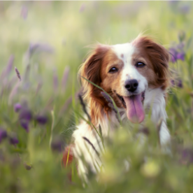 CÓ NHỮNG LOẠI THUỐC AN THẦN NÀO CHO CHÓ?